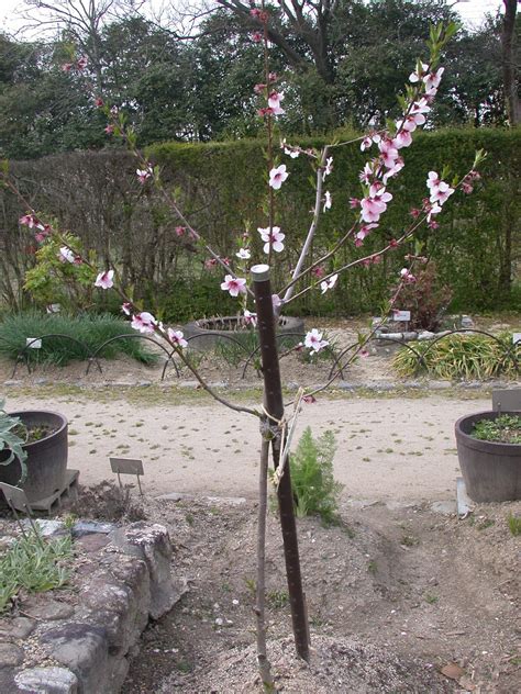 桃木樹|モモ（桃）の育て方・栽培方法｜植物図鑑｜みんなの趣味の園芸